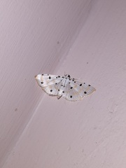 Pycnarmon