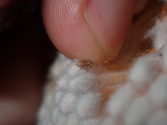 Ochrophoebe uniformis