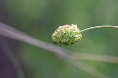 Sanguisorba
