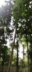 Peucetia viridans