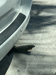Ctenosaura similis
