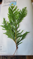 Thuja