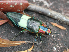 Chrysochroa annamensis