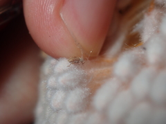 Ochrophoebe uniformis