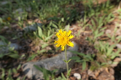 Arnica parryi