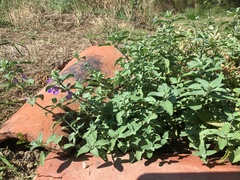 Clinopodium grandiflorum