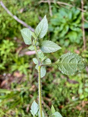 Strobilanthes rankanensis