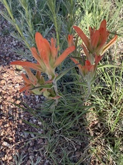 Castilleja integra