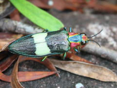 Chrysochroa annamensis