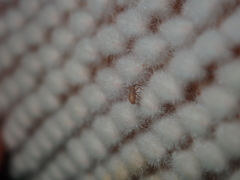 Ochrophoebe uniformis