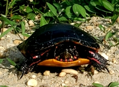 Deirochelyinae