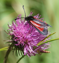 Zygaena
