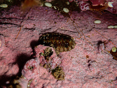 Sypharochiton pelliserpentis