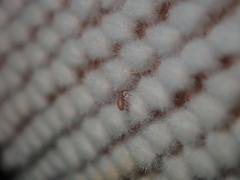 Ochrophoebe uniformis