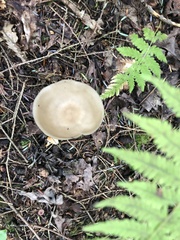 Lyophyllum