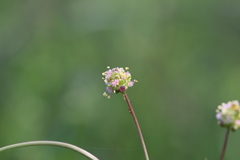 Sanguisorba