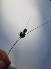 Carex hirsutella