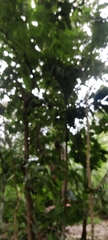Peucetia viridans