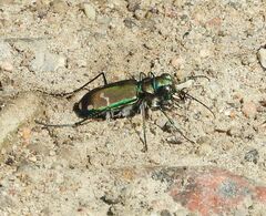 Cicindela limbalis