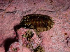 Sypharochiton pelliserpentis