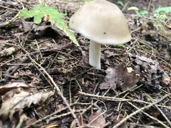 Lyophyllum