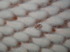 Ochrophoebe uniformis