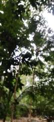 Peucetia viridans