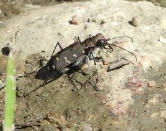 Cicindela duodecimguttata