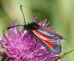 Zygaena