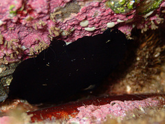 Scutus antipodes