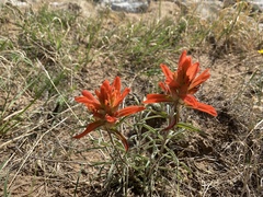 Castilleja integra