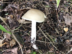 Lyophyllum