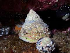 Astralium tentoriiforme