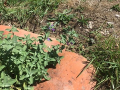Clinopodium grandiflorum