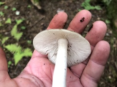 Lyophyllum