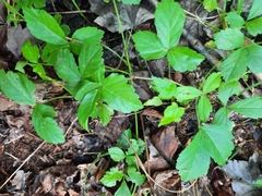 Rubus flagellaris