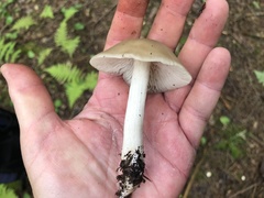 Lyophyllum