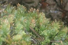 Fissidens