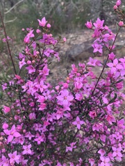Boronia ledifolia