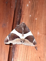Bastilla