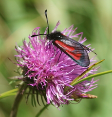 Zygaena