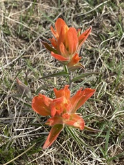 Castilleja integra