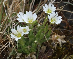 Cerastium alpinum