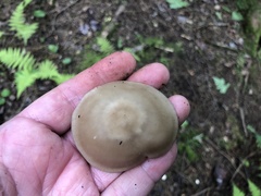 Lyophyllum
