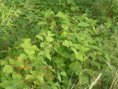 Rubus caesius