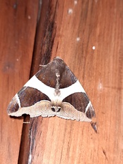 Bastilla
