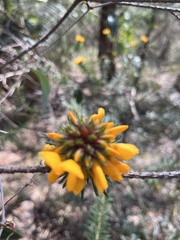 Pultenaea stipularis
