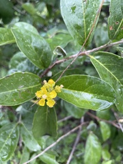 Bunchosia canescens
