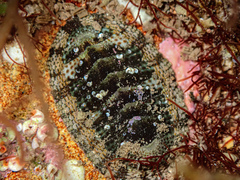 Sypharochiton pelliserpentis