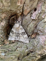 Catocala fraxini